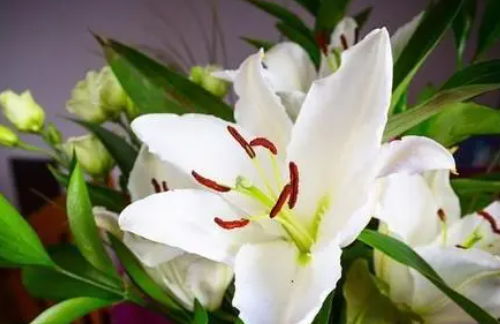 百合(百合花的花语和寓意) 百合(百合花的花语和寓意)