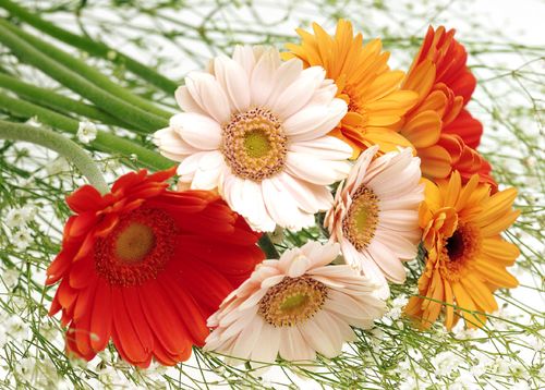 花语比较虐心的花（花语比较虐心的花少见）