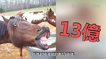 动物世界高清大全视频（动物配种视频100种）