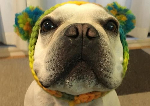 狗配人怎样配马配人呢(狗配马好不好) 狗配人怎样配马配人呢(狗配马好不好)