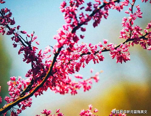 不负韶华（不负韶华的最佳下句）