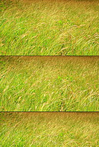 关于野草高清视频免费的信息