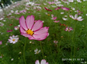 野花影院手机免费观看(野花影院手机免费观看网站) 野花影院手机免费观看(野花影院手机免费观看网站)