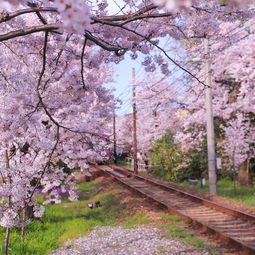 樱花官网官方入门网站(樱花官网官方入门网站网址大全) 樱花官网官方入门网站(樱花官网官方入门网站网址大全)