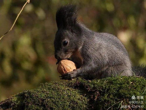 熊二其实是一个鬼（熊二是不是魔鬼）