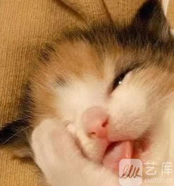 只想和你睡(1v1)月半喵笔趣（只想和你睡 1v1月半喵下载）