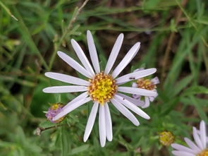 野花社区在线观看bd（野花社区在线观看暴走黑料）