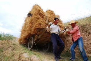 麦子最后和谁在一起了(麦子最后和谁在一起了啊) 麦子最后和谁在一起了(麦子最后和谁在一起了啊)