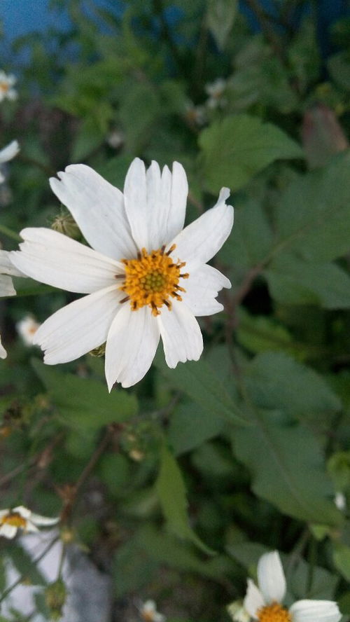 野花社区免费观看在线观看3(野花社区在线视频小说原著叫什么) 野花社区免费观看在线观看3(野花社区在线视频小说原著叫什么)