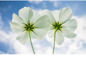 野花免费观看高清电视(电视剧野花) 野花免费观看高清电视(电视剧野花)