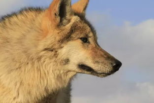 狼群影院手机在线观看完整视频(狼群影院手机在线观看完整视频女人) 狼群影院手机在线观看完整视频(狼群影院手机在线观看完整视频女人)