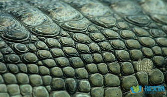 鳞次栉比（鳞次栉比的拼音）