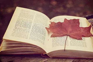 十句美到极致的情话（十句最美情话）