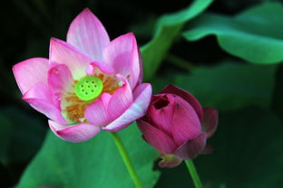100张好看的鲜花图片（100张好看的鲜花图片荷花骨朵）