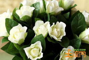 栀子花（栀子花几月开花）